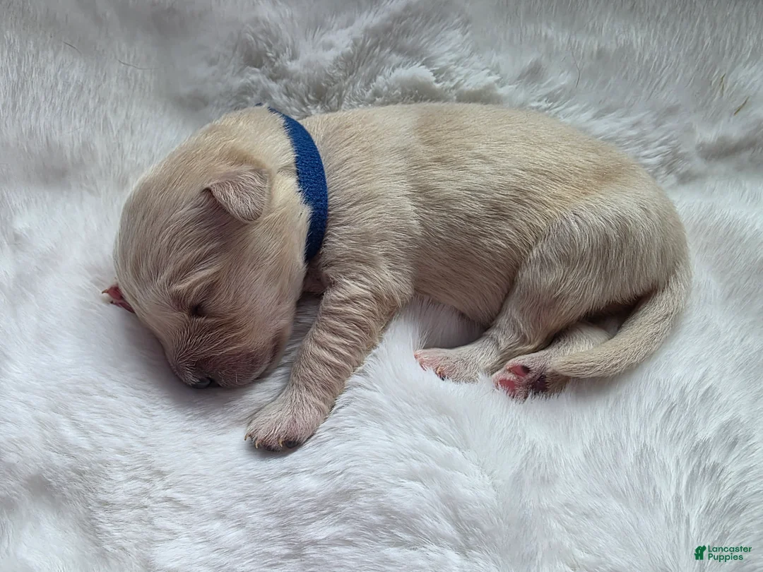 Golden Retriever dogs for sale: Baby boy Dark blue - Ad 2