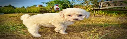 Havapoo dogs for sale: Melody-Sale!!! - Ad 4