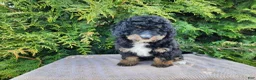 Mini Bernedoodle dogs for sale: Karly - Ad 11