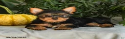 Yorkshire Terrier dogs for sale: Josie - Ad 5