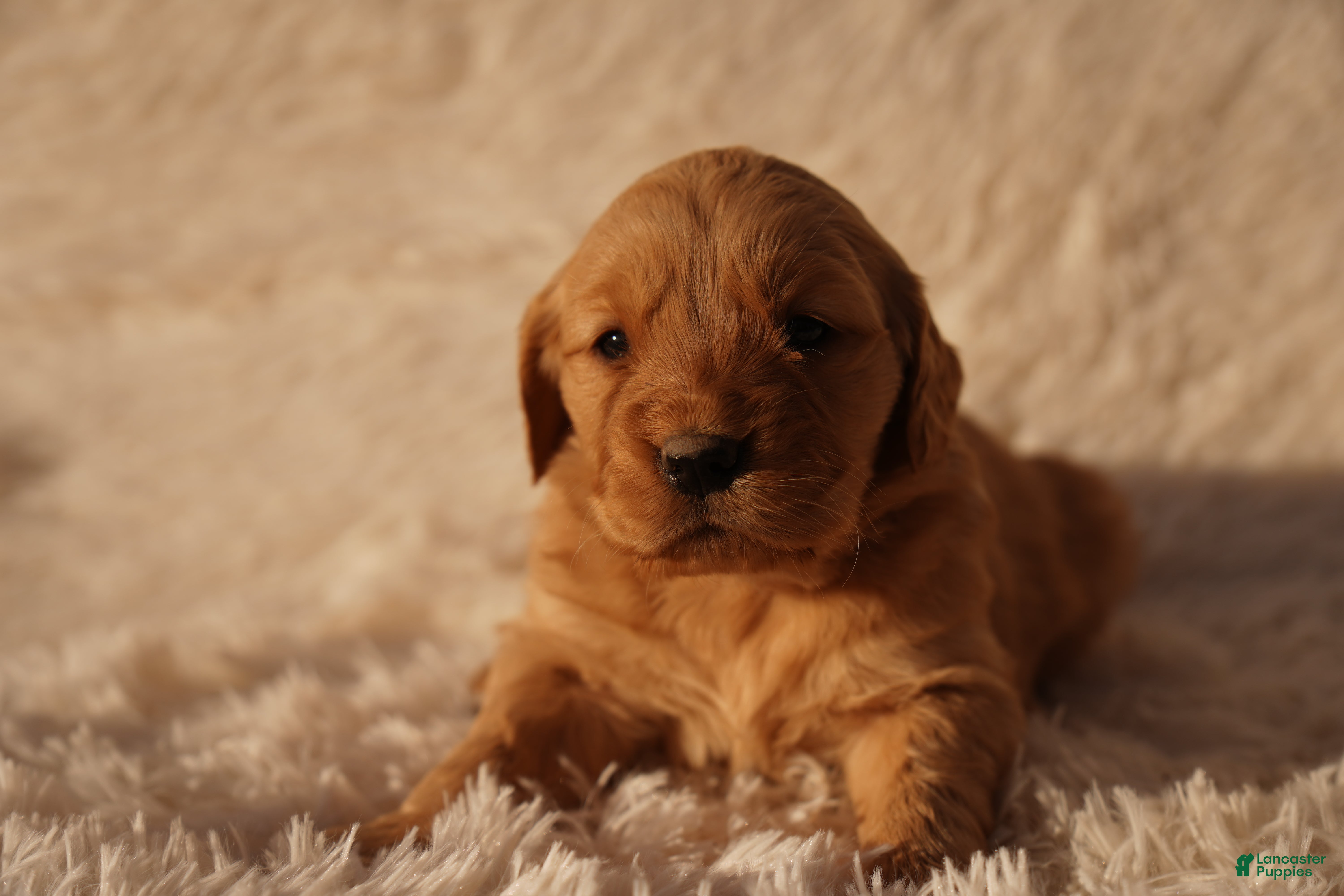 Golden Retriever dogs Emma - AKC, Genetically Clear - Ad 2