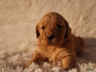 Golden Retriever dogs Emma - AKC, Genetically Clear - Ad 2