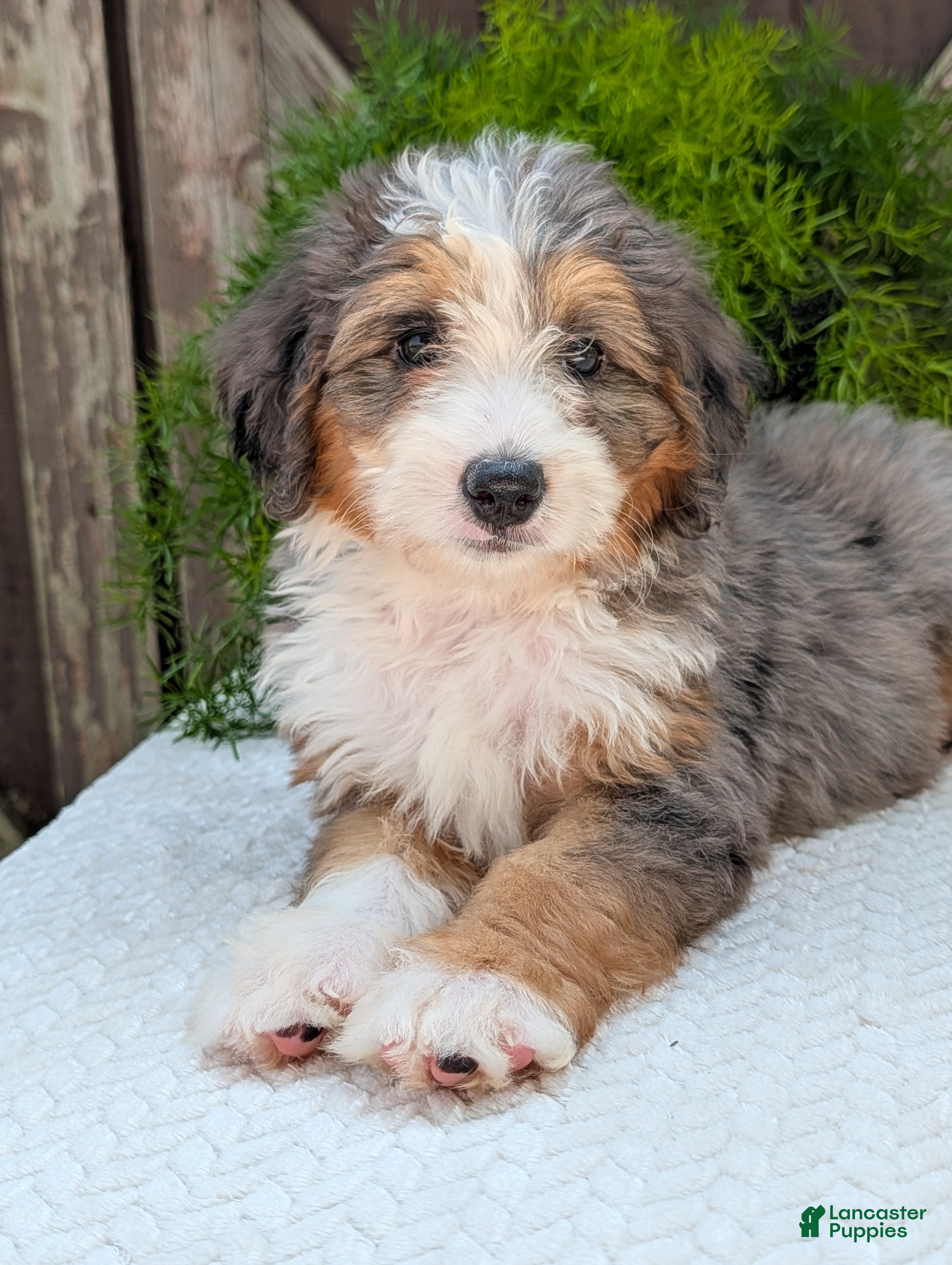 Mini Bernedoodle dogs Mini Emmie  - Ad 1