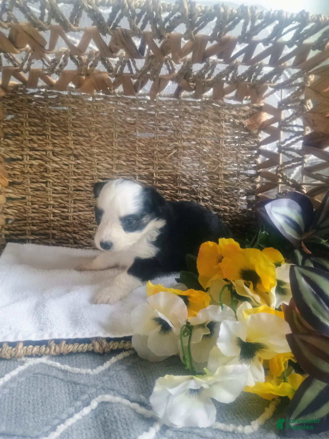 Mixed Breed dogs for sale: Mixed Breed Puppy 3 - Ad 7