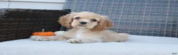 Cocker Spaniel dogs for sale: Flame - Ad 6