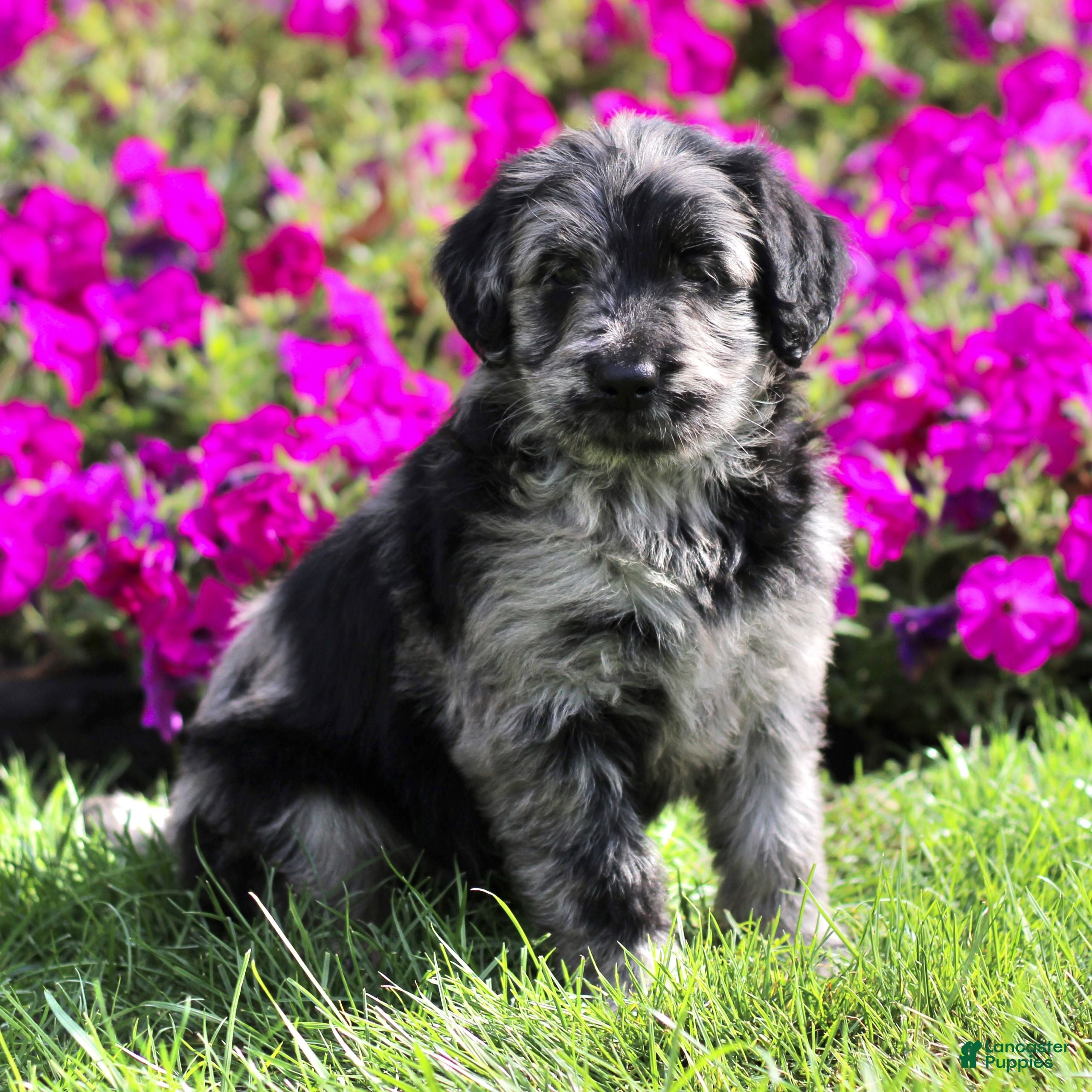 Maddie (Doodle / designer cross, Female) in Ronks, PA