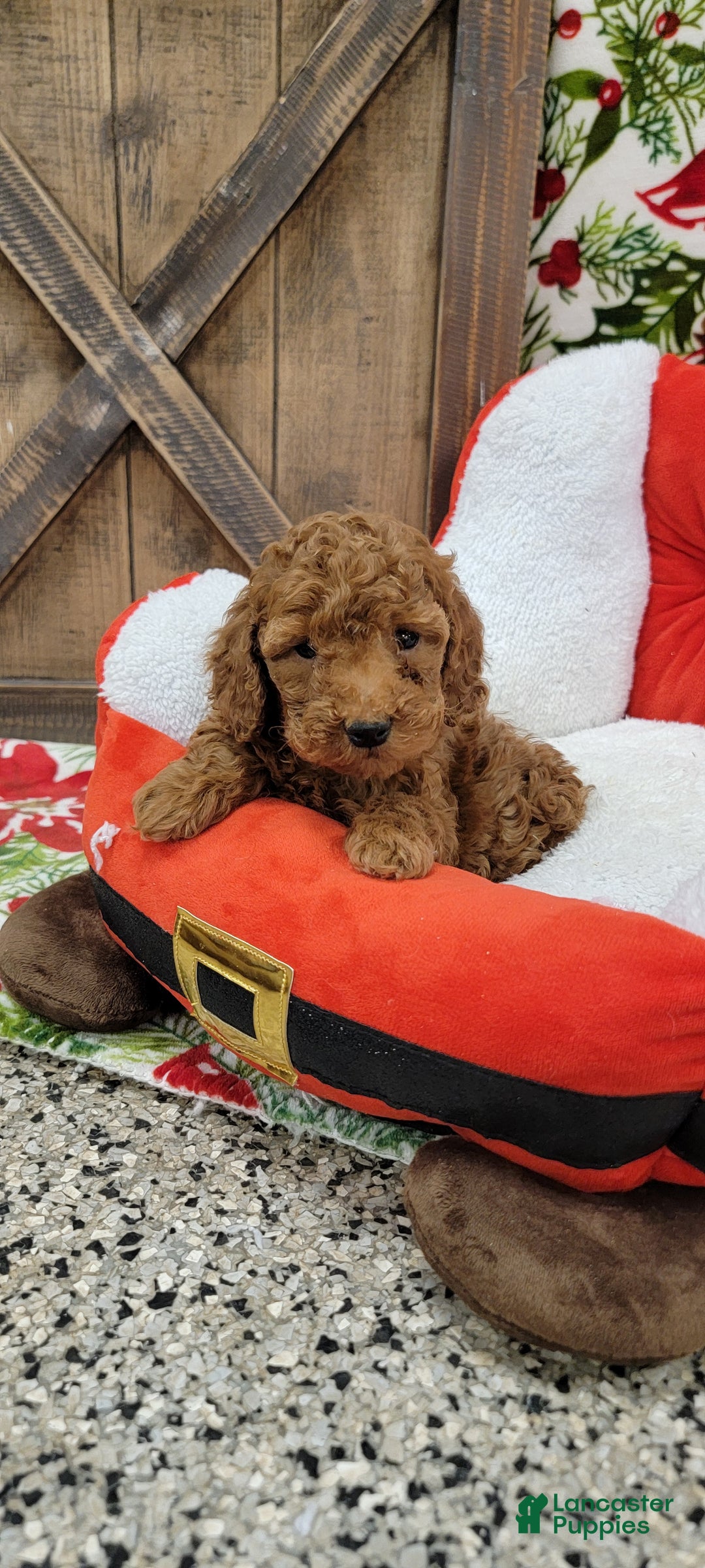 Toy Poodle dogs for sale: Myron - Ad 1