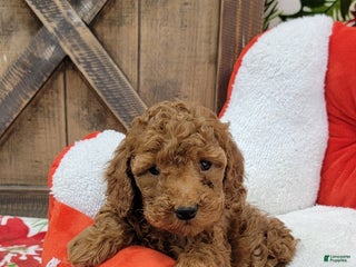 Toy Poodle dogs for sale: Myron - Ad 3