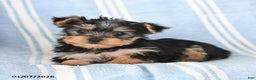 Yorkshire Terrier dogs for sale: Tammy - Ad 4