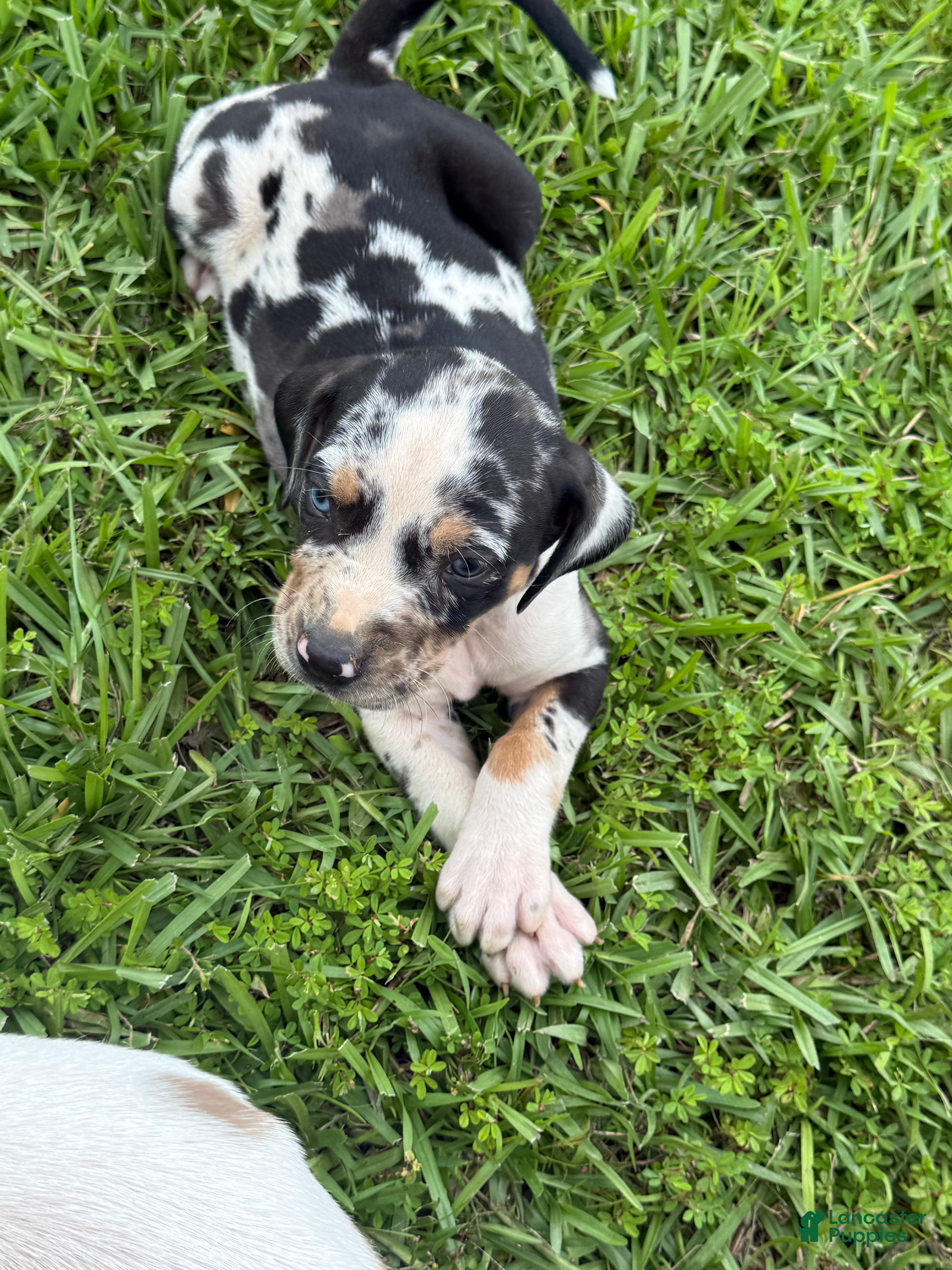 Catahoula Leopard Dog dogs Blue Boy #2 - Ad 1