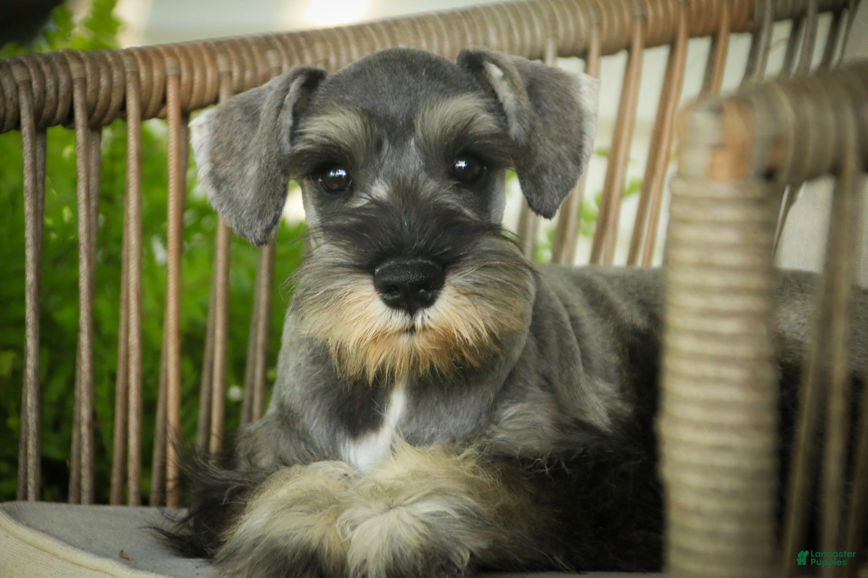 Miniature Schnauzer dogs Quest Miniature Schnauzer  - Ad 2