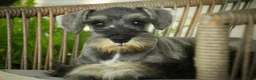 Miniature Schnauzer dogs for sale: Quest Miniature Schnauzer  - Ad 2