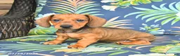 Miniature Dachshund dogs for sale: Jake - Ad 5