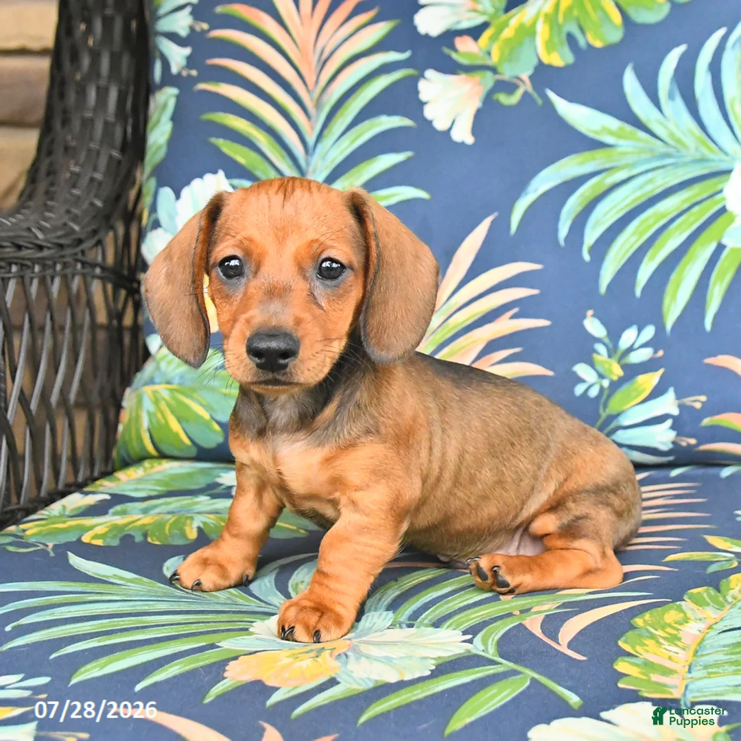 Miniature Dachshund dogs for sale: Jake - Ad 5
