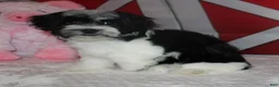 Havanese dogs for sale: Lilliana - Ad 1