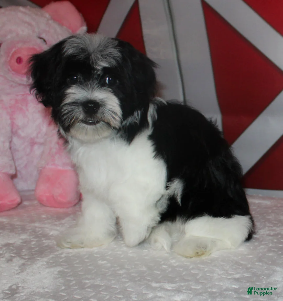 Havanese dogs for sale: Lilliana - Ad 1