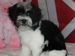 Havanese dogs Lilliana - Ad 6