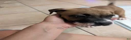 American Pit Bull Terrier dogs for sale: Bambii - Ad 9