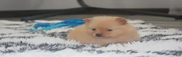 Pomeranian dogs for sale: Finn - Ad 14