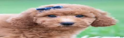 Mini Goldendoodle dogs for sale: Fitz - Ad 5