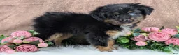 Toy Australian Shepherd dogs for sale: Brittlyn - Ad 6
