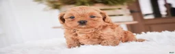 Shihpoo dogs for sale: Boone - Ad 2