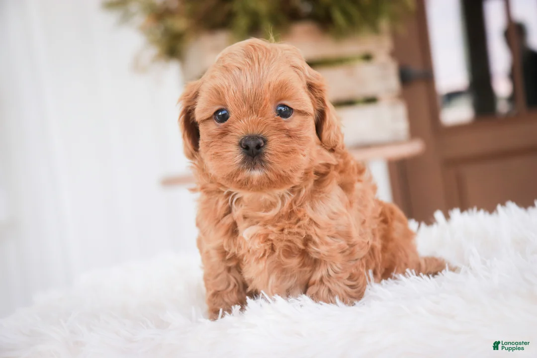 Shihpoo dogs for sale: Boone - Ad 2