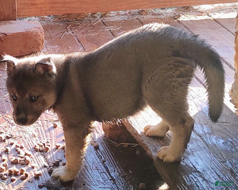Siberian Husky dogs Siberian Husky Puppy 2 - Ad 41