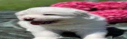 Great Pyrenees dogs for sale: Benjamin  - Ad 3