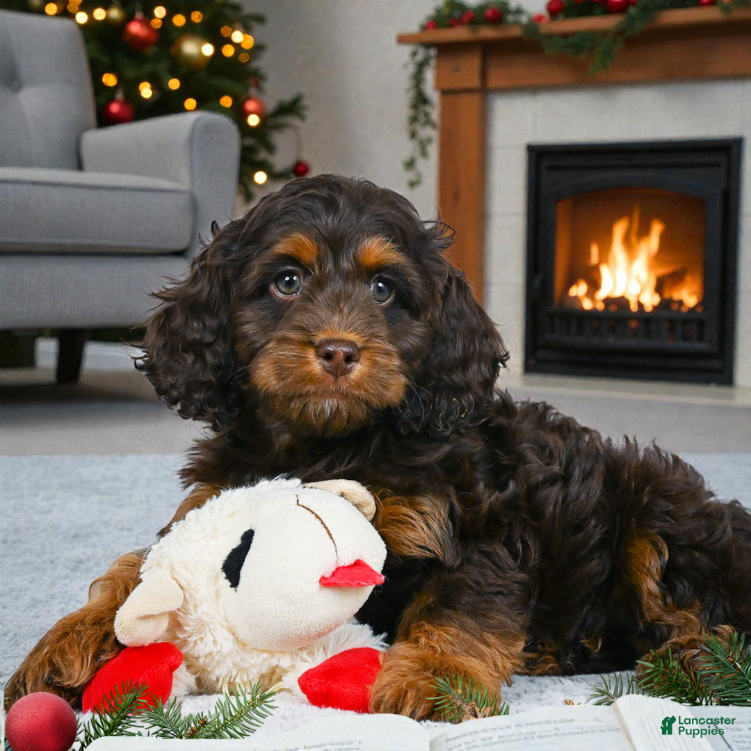 Cockapoo dogs for sale: milo - Ad 5