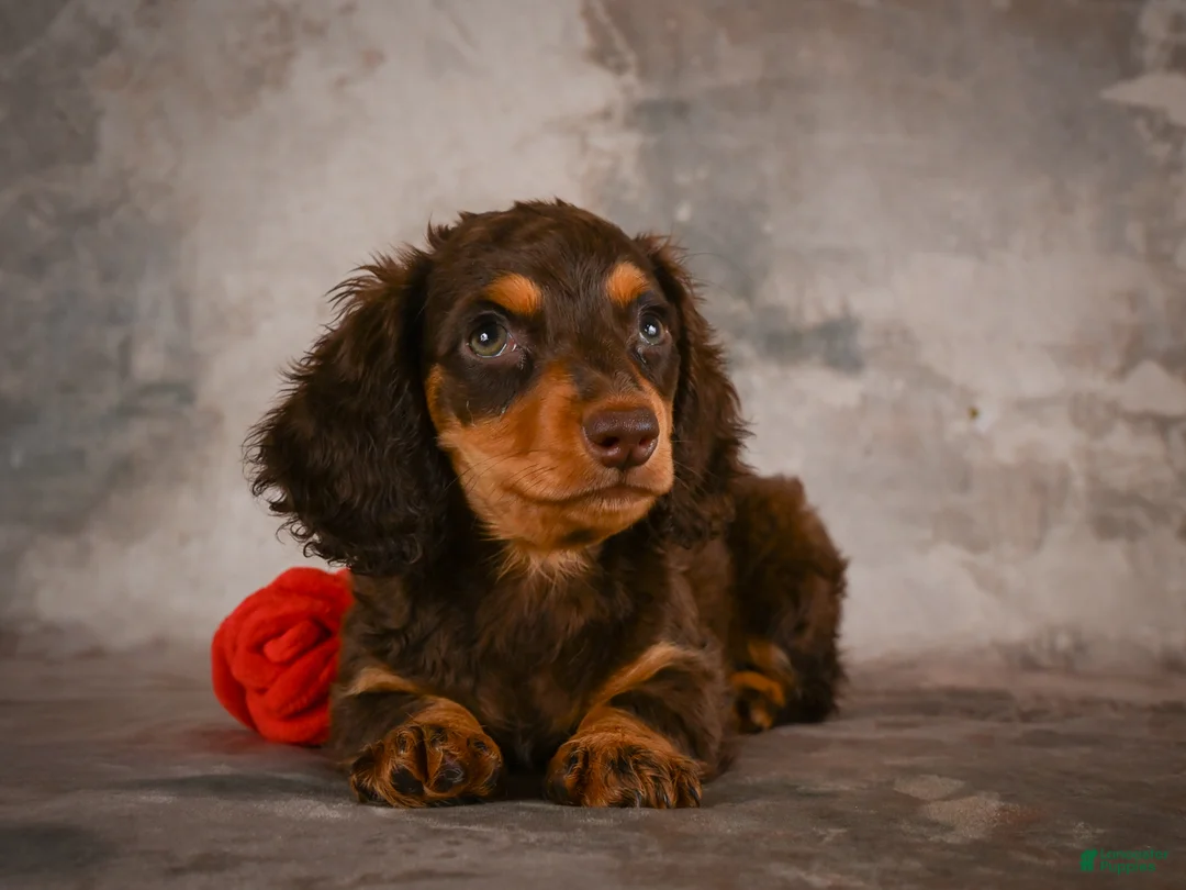 Miniature Dachshund dogs for sale: Sophie - Ad 2