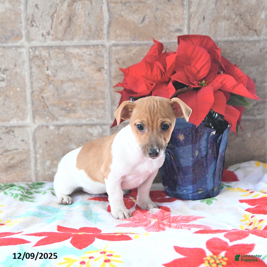 Jack Russell Terrier dogs Aspen - Ad 15