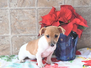 Jack Russell Terrier dogs Aspen - Ad 3