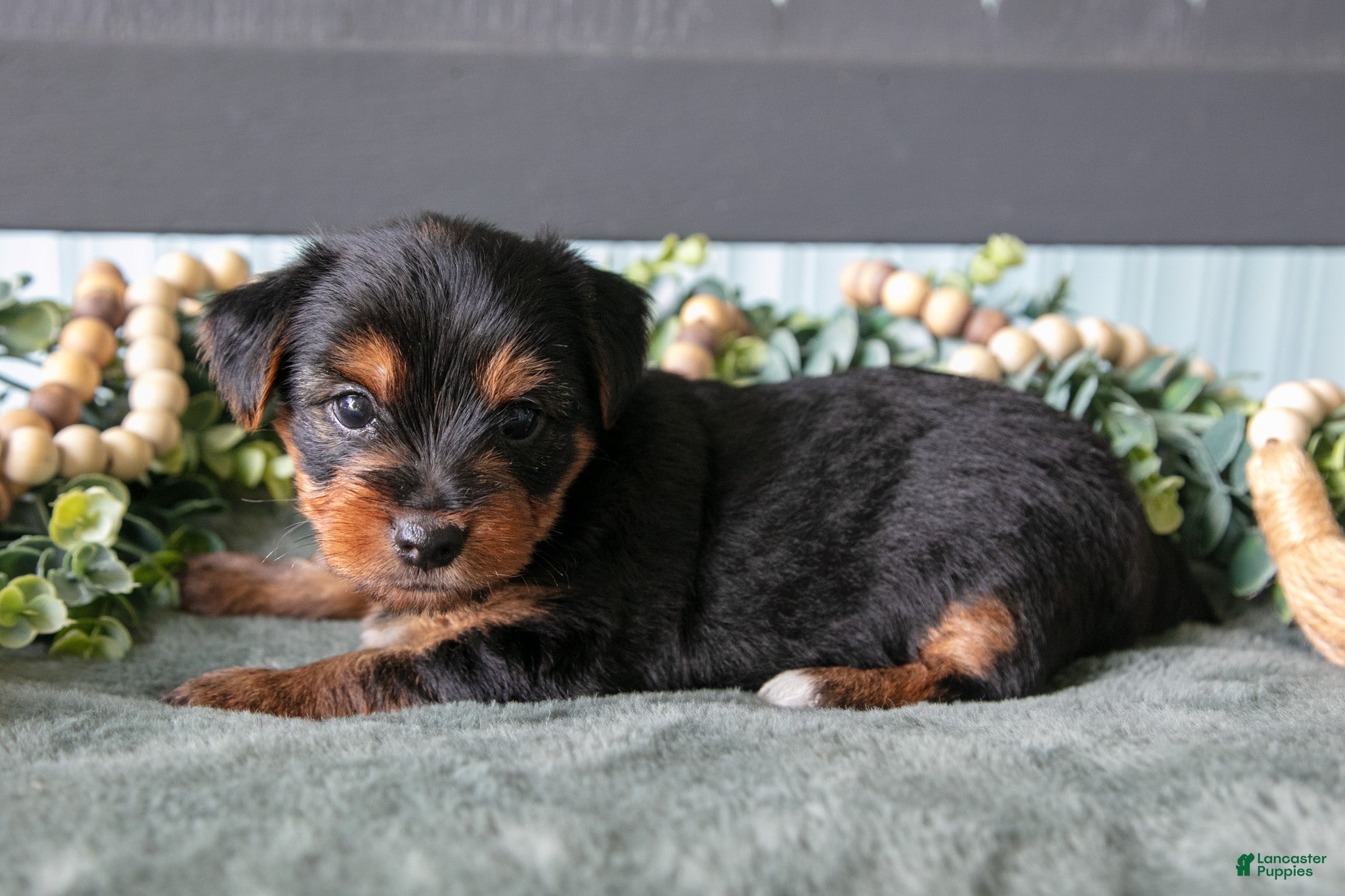 Yorkshire Terrier dogs Forest - Ad 2