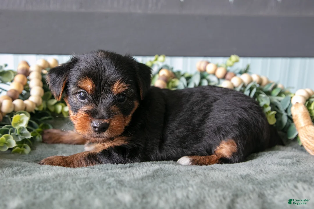 Yorkshire Terrier dogs for sale: Forest - Ad 2