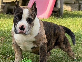 American Bully dogs - Ad 37