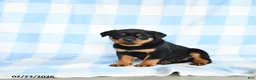 Rottweiler dogs for sale: Whisper - Ad 3