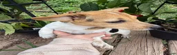 Jack Russell Terrier dogs for sale: Cherry - Ad 6