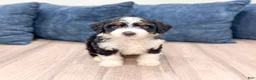 Mini Bernedoodle dogs for sale: Molly - Ad 3