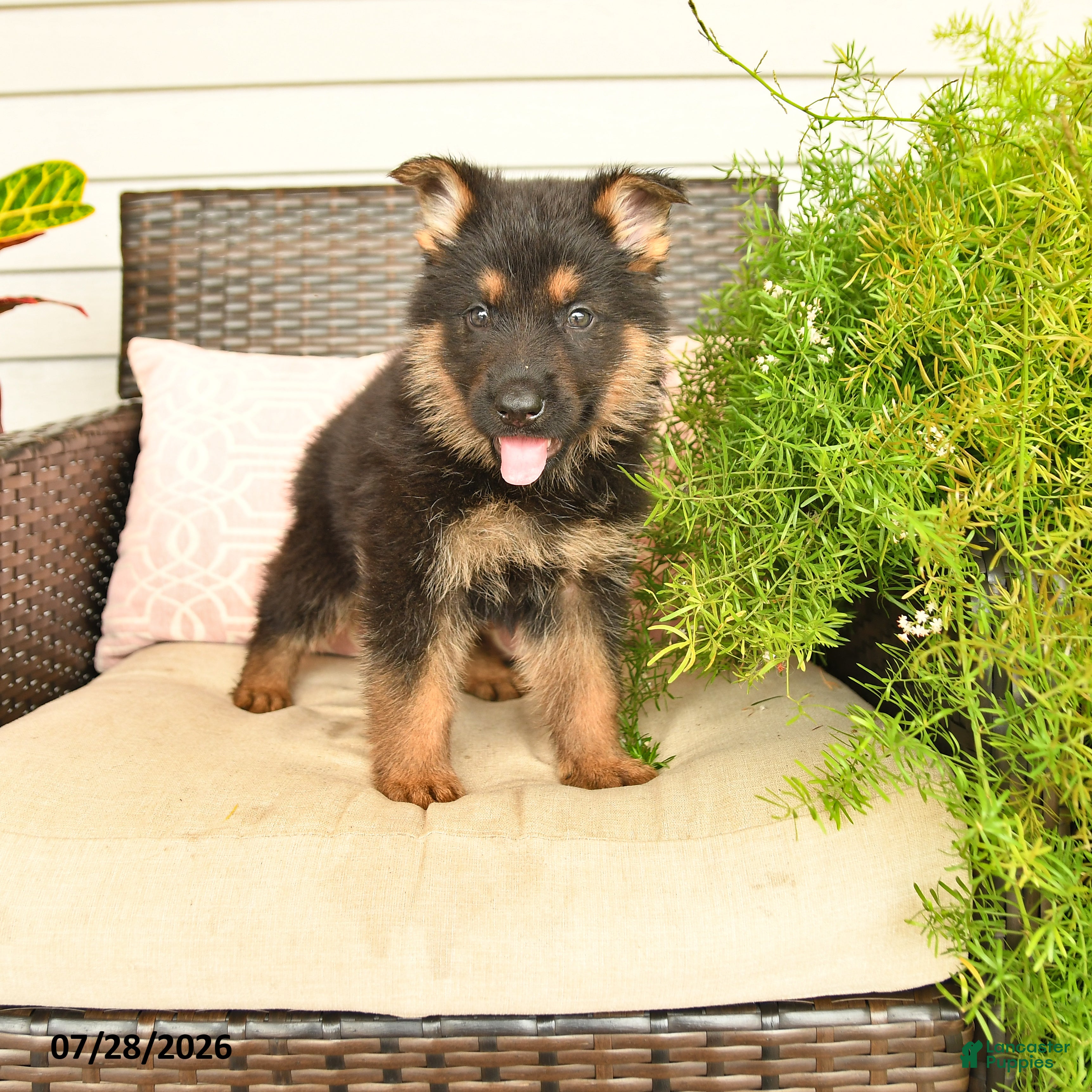 German Shepherd dogs Lucky - Ad 1