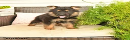 German Shepherd dogs for sale: Lucky - Ad 1