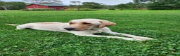 Labrador Retriever dogs for sale: Louie - Ad 2