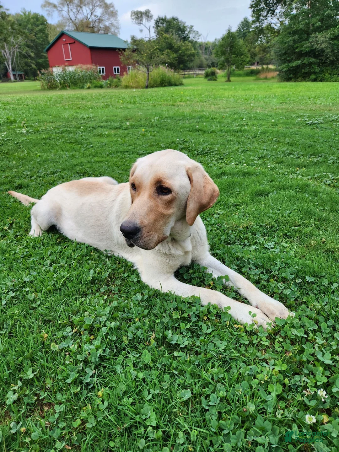 Labrador Retriever dogs for sale: Louie - Ad 2