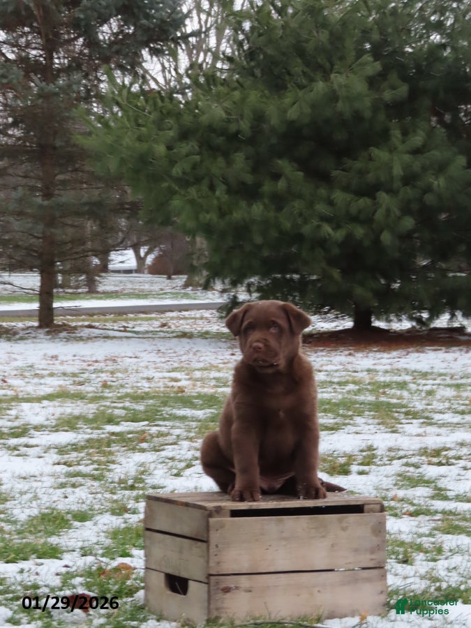 Mixed Breed dogs Hershey - Ad 20