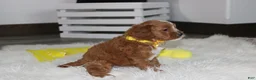 Cockapoo dogs for sale: Freddy  - Ad 8