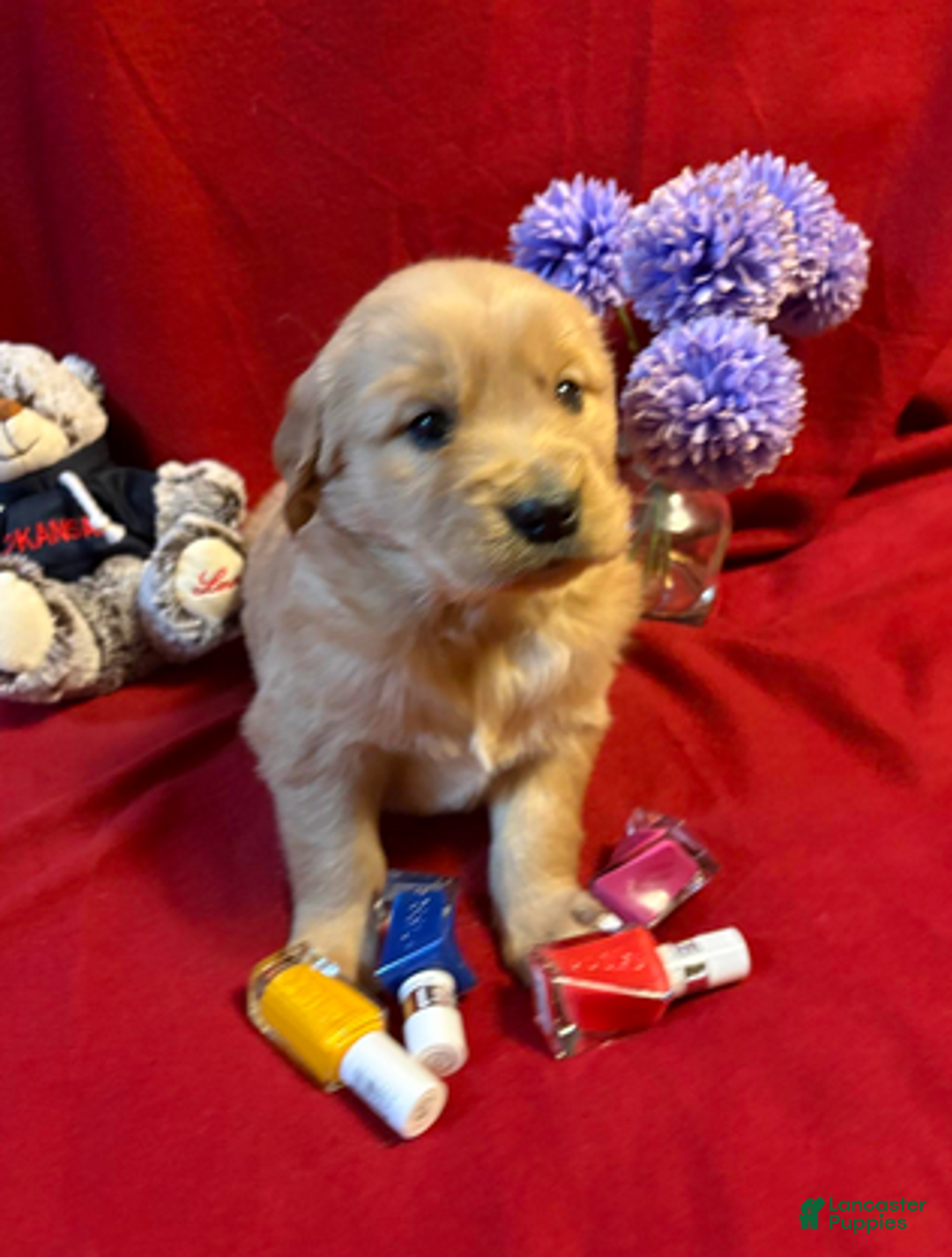 Golden Retriever dogs for sale: Tesla - Ad 1