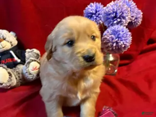 Golden Retriever dogs Tesla - Ad 41