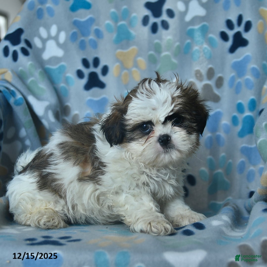 Shih Tzu dogs for sale: Frosty  - Ad 2