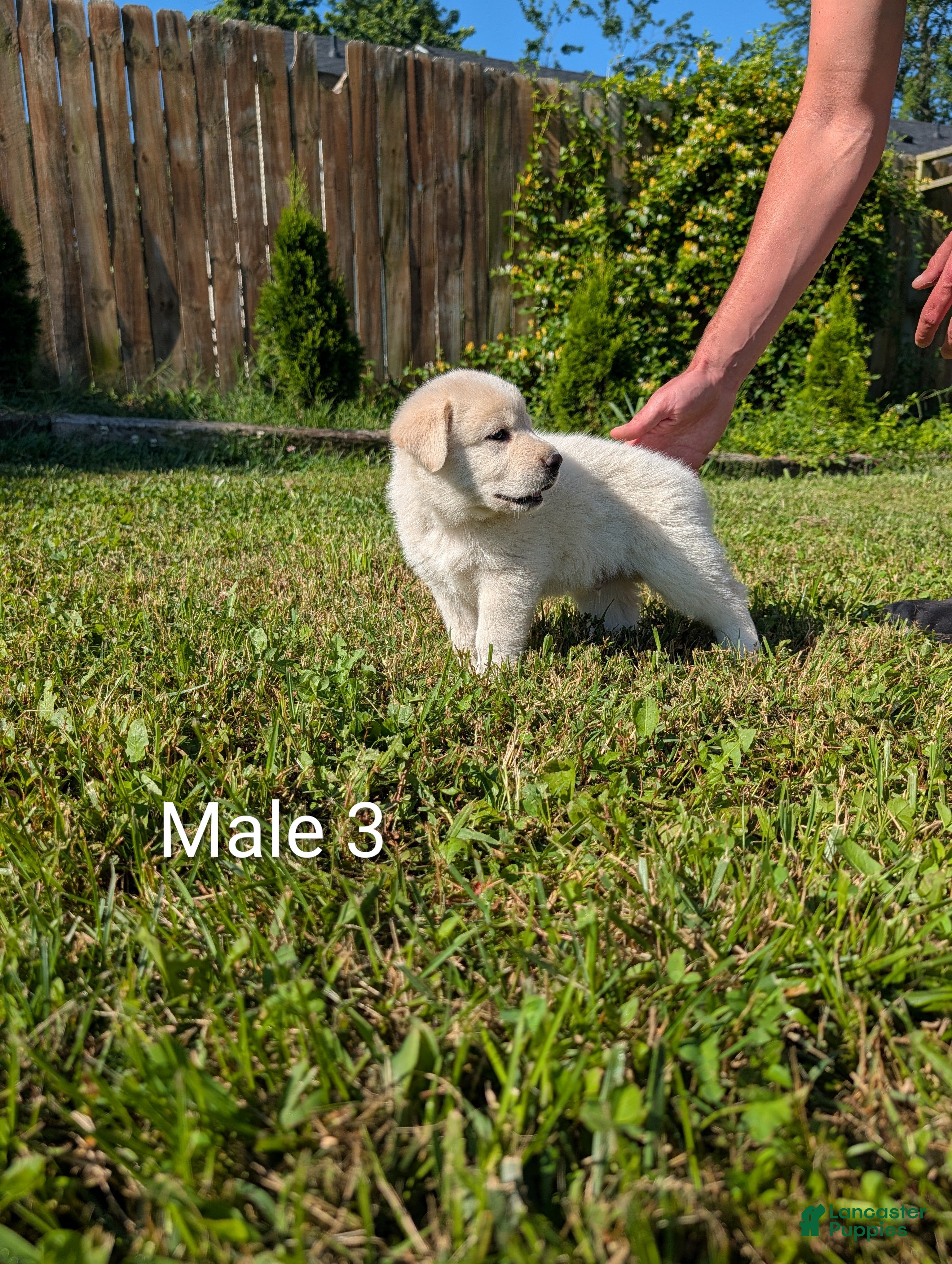 Mixed Breed dogs American Pyre 3 - Ad 2