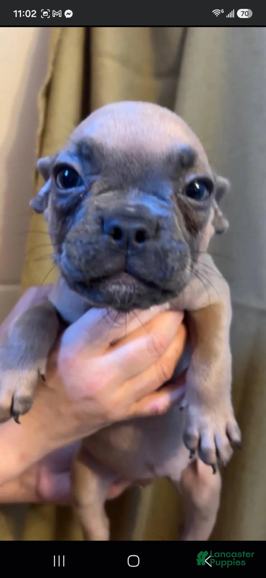 French Bulldog dogs for sale: French Bulldog 1 - Ad 2
